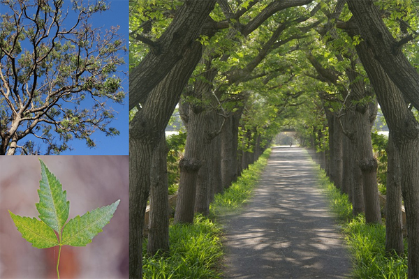 neem tree