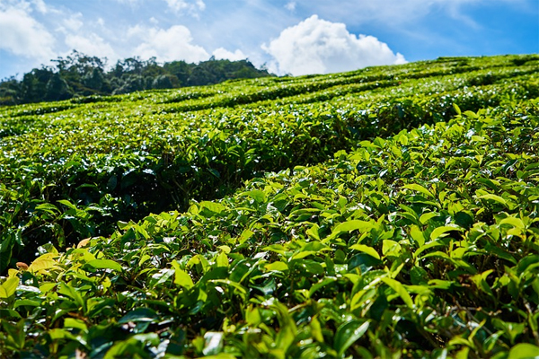 tea plant
