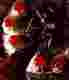 Black Forest Cake Recipe