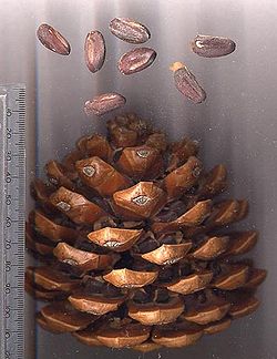 stone pine nuts - source: en.wikipedia.org: 22:19, 29. Mai 2004 . . MPF (Diskussion | Beiträge) . . 425×551 (45.727 Bytes) (Stone Pine cone with pine nuts - photo User:MPF)