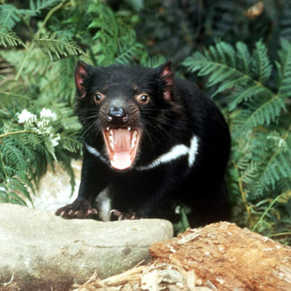 Tasmanian Devil