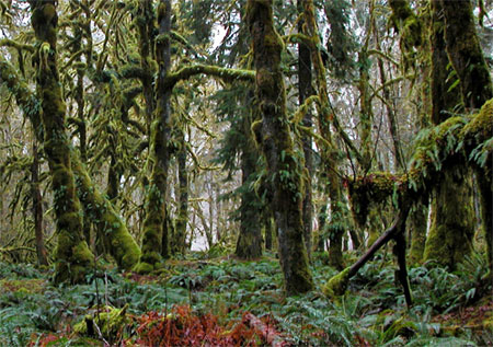 Olympic Park Rain Forest