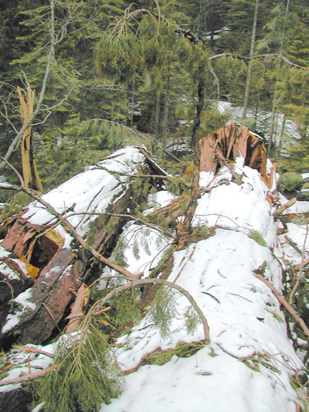 Yosemite Fallen Sequoias