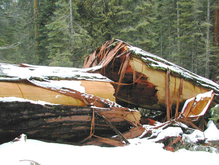 Yosemite Fallen Sequoias