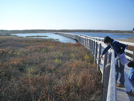A wood boardwalk in Prince Edward Island National Park in Greenwich A wood boardwalk in Prince Edward Island National Park in Greenwich