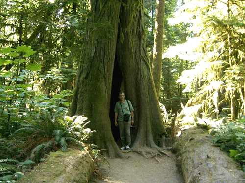 British Columbia Rain Forest